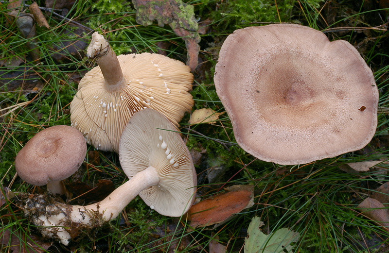 Lactarius vietus